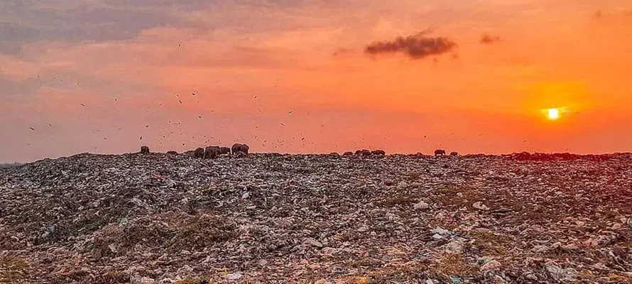 Waste-to-Energy & Incineration